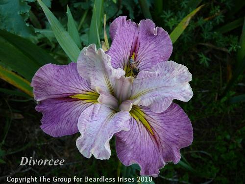 Divorcee (0)